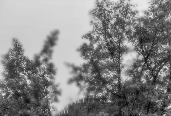 Czarny Biały Las Francja — Zdjęcie stockowe