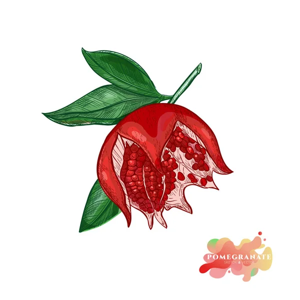 Romã vermelha em um ramo em um estilo de esboço. Fruta madura suculenta romã aberta com desenho vetorial de grãos. — Vetor de Stock
