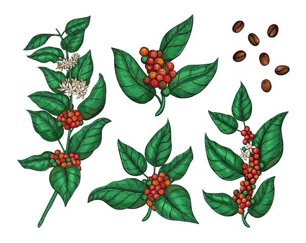 葉、花や熟したコーヒーアラビカ果実とコーヒー植物イラストのベクトル植物セット。パッケージのためのコーヒーツリースケッチ孤立図面. — ストックベクタ