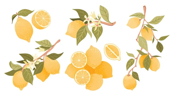 Ilustração de vetor de frutas de limão bonito. Conjunto de limões composição isolada sobre fundo branco. Gráficos De Vetores