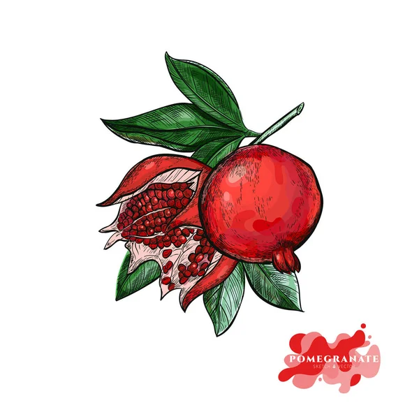 Sammansättning av röda granatäpplen på en gren i skisstil. — Stock vektor