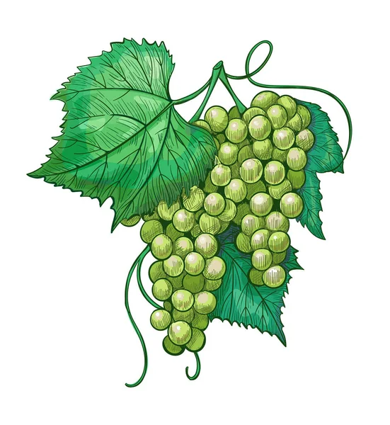 Schiță ciorchini de struguri albi cu frunze, ilustrație vintage de struguri de vin pe o tulpină. Pictograma desenată manual Vector de stoc