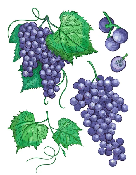 Esboço cachos de uva com folhas, ilustração vintage de uva de vinho. Conjunto de ícones desenhados à mão vetorial Gráficos De Vetores