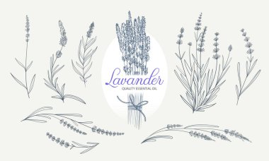 Botanik logo ve etiket tasarımı için lavanta dalı vektör elementleri. El yapımı otlar, davetiye kartı tasarımı için yaprakları ve çiçekleri olan zarif bitki dalları. Liner biçiminde izole edilmiş lavanta kümesi