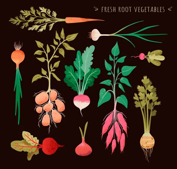 Εικονογράφηση Φρέσκων Ριζών Λαχανικών Φυτά Ριζών Έτοιμα Κήπος Λαχανικών Διανυσματική Royalty Free Διανύσματα Αρχείου