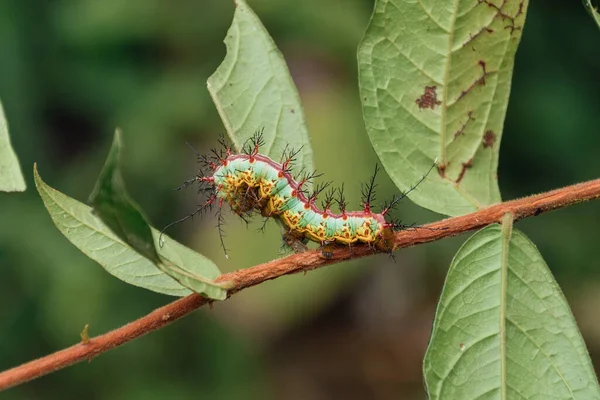 Close-up of a colorful larva on a branch with leaves in the Amazon jungle