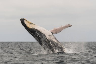 Pasifik Okyanusunda zıplayan kambur balina
