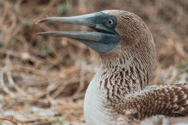 Açık gagalı mavi ayaklı bir sümsük kuşunun profil portresi