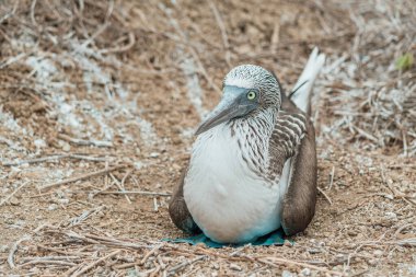Dal dolu yerde oturan mavi ayaklı bir sümsük kuşunun ön portresi