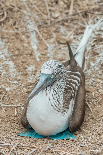 Dal dolu yerde oturan mavi ayaklı bir sümsük kuşunun ön portresi