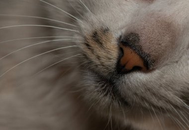 macro view of a cat's nose