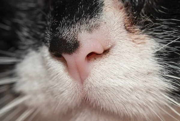 macro view of a cat\'s nose