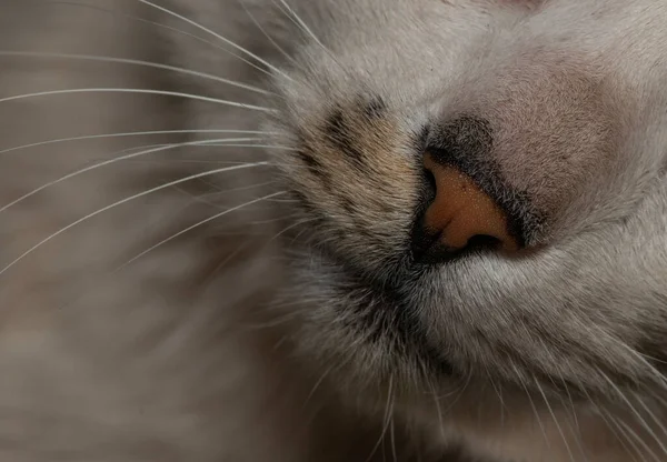 macro view of a cat's nose