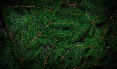 Noel ağacı dalları. Yeşil doğal arka plan. Noel arkaplanı. Doğa Yeni Yıl Konsepti.
