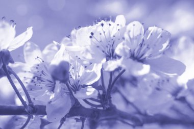 Kiraz çiçeği dalı. Bahar pembe çiçekleri. Tasarım için çiçek arkaplanı. Yumuşak odaklanma. Yakın plan..