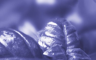 Taze fesleğen, yakın çekim. Sağlıklı beslenme kavramı. Makro fotoğrafçılık. Yumuşak odak.