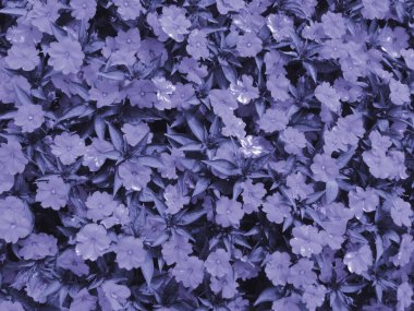 Mor çiçekler. Tasarım için çiçek arkaplanı. Boşluğu kopyala.