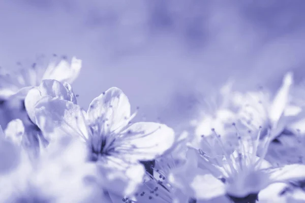 Kersenbloesemtak. Voorjaar roze bloemen. Bloemenachtergrond voor design. Een close-up. Zachte focus — Stockfoto