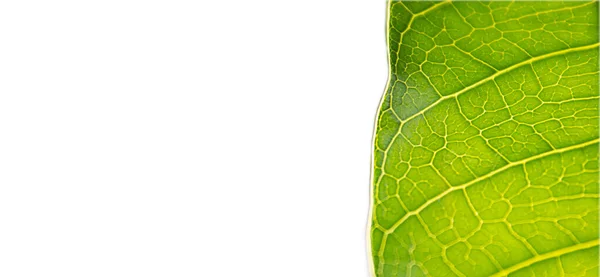 Groene Bladeren Van Dichtbij Geïsoleerd Witte Achtergrond Macro Foto Natuurlijke — Stockfoto