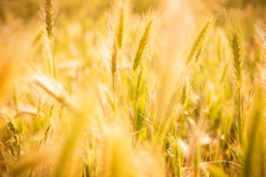 Olgun buğday kulakları. Buğday tarlası. Seçici odaklanma. Organik gıda konsepti. Doğa duvar kâğıdı.