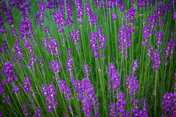 Blooming Lavender Lavender Field Natural Wallpapers — Stockfoto