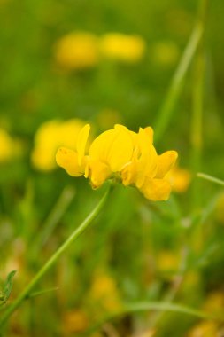 Yeşil çimenlerin arka planındaki sarı çiçek. Yaklaş. Doğa duvar kâğıdı.