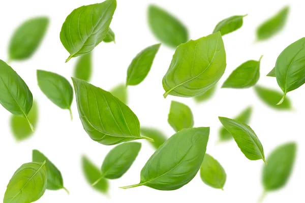 Μοτίβο Από Φρέσκα Φύλλα Πράσινου Βασιλικού Λευκό Φόντο — Φωτογραφία Αρχείου
