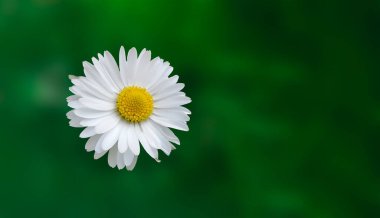 Yeşil arka planda papatya çayı. Makro çiçekler. Doğa duvar kağıdı. Boşluğu kopyala.