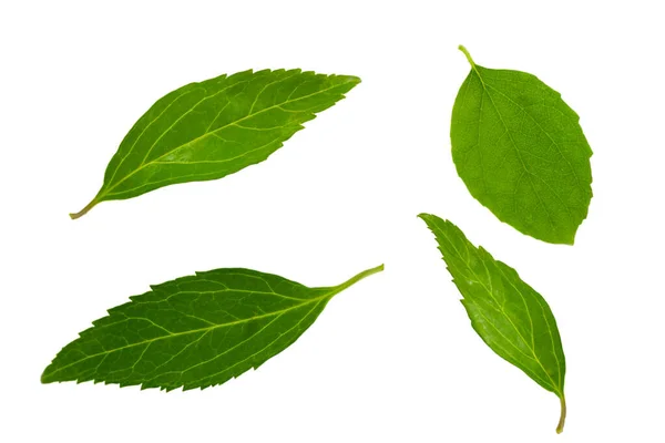 Green Leaves Isolated White Background Elements Design — Φωτογραφία Αρχείου