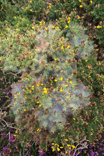 Nature decorated to Halloween. Beautiful view of yellow and purple flowering green spiky gorse (Ulex) plant covered with funnel or sperm spider web near rocks in Crone Woods, Co. Wicklow, Ireland
