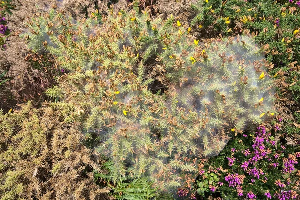 Naturen Dekorerad Till Halloween Vacker Utsikt Över Gul Och Lila — Stockfoto