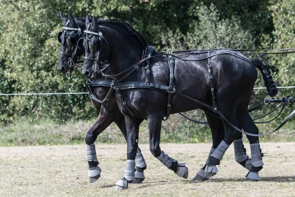 Rijden Dressuur Manoeuvreerbaarheid Paardrijwedstrijd — Stockfoto