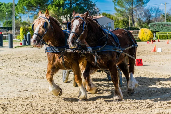 Rijden Dressuur Manoeuvreerbaarheid Paardrijwedstrijd — Stockfoto