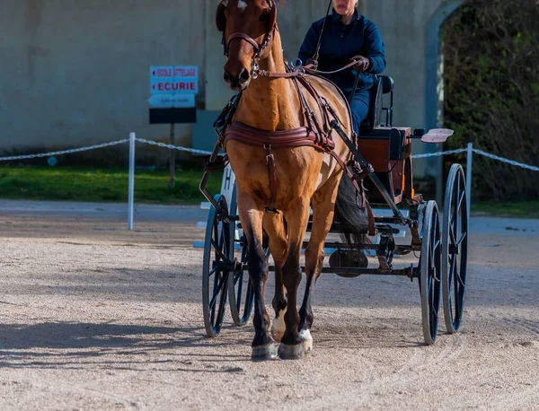 Körförmåga Dressyr Manövrerbarhet Ridtävling — Stockfoto