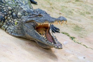 Crocodile, dangerous prehistoric predatory reptile.