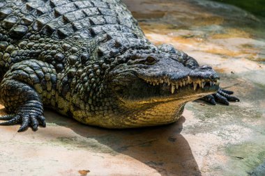 Timsah, tehlikeli tarih öncesi yırtıcı sürüngen..