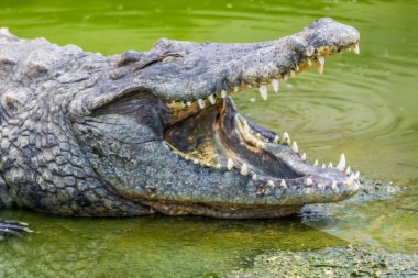Crocodile, dangerous prehistoric predatory reptile.