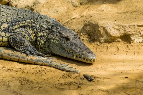 Crocodilo Perigoso Réptil Predatório Pré Histórico — Fotografia de Stock