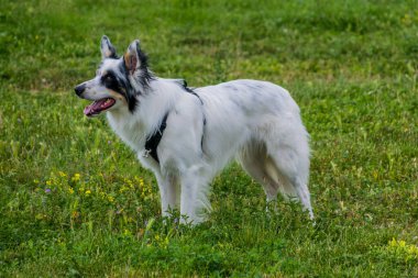 Beyaz ve siyah Border Collie cinsi köpek..