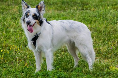 Beyaz ve siyah Border Collie cinsi köpek..