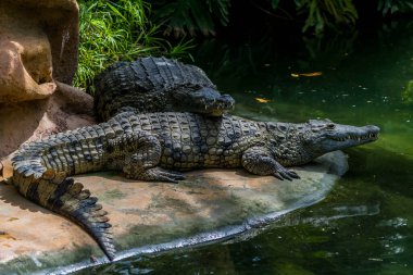 Timsah, tehlikeli tarih öncesi yırtıcı sürüngen..