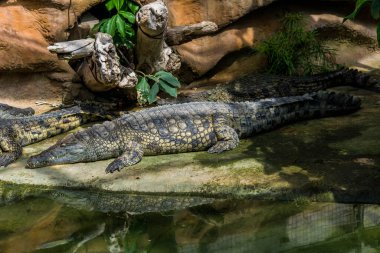 Timsah, tehlikeli tarih öncesi yırtıcı sürüngen..