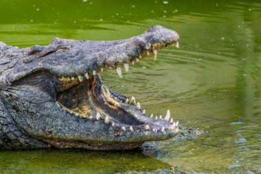 Timsah, tehlikeli tarih öncesi yırtıcı sürüngen..