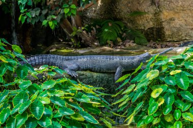 Timsah, tehlikeli tarih öncesi yırtıcı sürüngen..