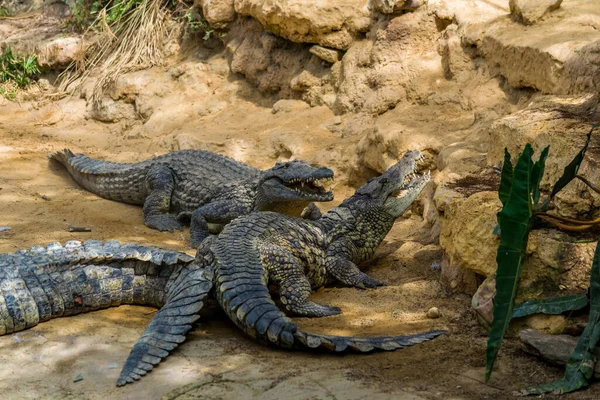 Krokodil Veszélyes Őskori Ragadozó Hüllő — Stock Fotó