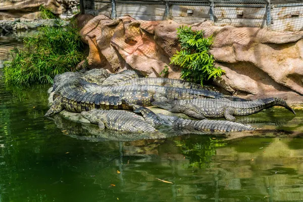 Crocodile Dangerous Prehistoric Predatory Reptile — Stock Photo, Image