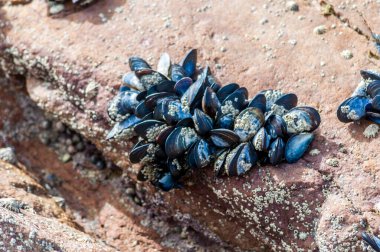Normandiya 'da bir kayaya asılmış yabani midyeler..