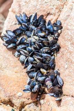 Normandiya 'da bir kayaya asılmış yabani midyeler..