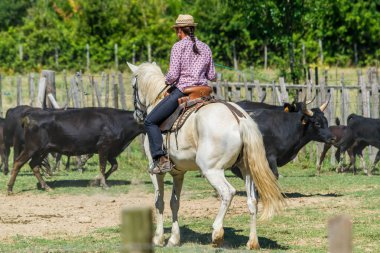 Gardian sorting the bulls in a ranch in Camargue, France.