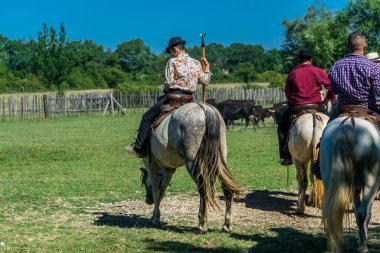 Gardian sorting the bulls in a ranch in Camargue, France.